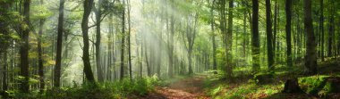 Yeşil bir ormanda büyüleyici güneş ışınları. Güneş ışığı ve sislerin karışımı bu panoramik doğa çekiminde büyülü bir atmosfer yaratır..