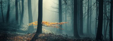 Sarı sonbahar yaprakları mavi sisli bir ormanda duran kayın ağacının dalında