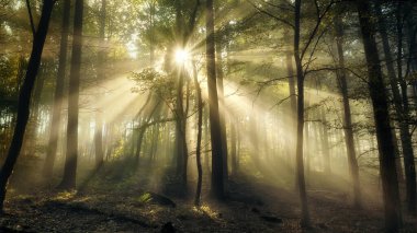 Güneşin ve sisin büyüsü. Parlayan ışık, sisli bir ormanda ağaçların ve güneş ışınlarının siluetleri. Muhteşem atmosferli muhteşem güneş patlaması.