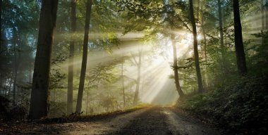 Sisli bir ormanda, güneş ışınlarının bir yola düştüğü resmedilmiş bir rüya diyarı. Göz kamaştırıcı ışıkla aydınlatılmış sahne