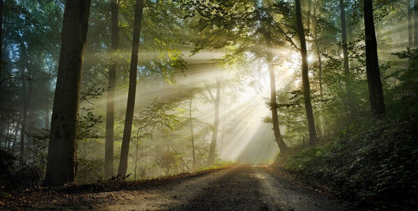 Painterly dreamland in a foggy forest with sun rays falling unto a path. Backlit scene with stunning light