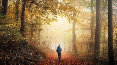 Yürüyüşçü, rüya gibi bir ormanda parlak bir sis bulutuyla parlak altın sahnesine giriyor. Güzel, rahat bir sonbahar havası olan bir manzara.