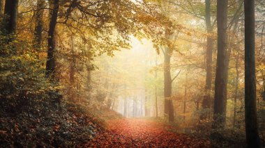 Altın sonbahar doğa sahnesi, rüya gibi bir ormanda sisli bir şekilde aydınlandı. Güzel, rahat bir sonbahar havası olan bir manzara.