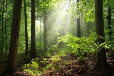 Orman harikalar diyarı, ışık ışınları güzel bir şekilde sisli ve gür ağaç dallarının arasından düşüyor. Taze yeşil manzaralı sakin, resimsel bir manzara.