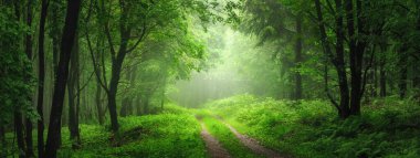 Bereketli yeşil bir ormanda sisli resim manzarası. Tazelik, derinlik ve büyülü ruh haliyle güzel bir atmosferik panoramik manzara.