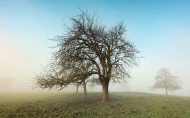 Kışın kırsal alanda sisli atmosferde çıplak ağaçlar. Pastel mavi gökyüzü ile minimalist bir kompozisyon.
