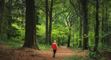 Yürüyüşçü görkemli yaşlı ağaçlarla dolu yemyeşil bir ormanda yürümekten zevk alır. Turuncu ceketli bir adam manzaralı bir orman yolunda.