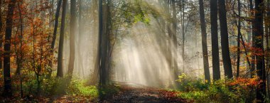 Sonbaharda sisli bir ormanda, ağaç gövdelerinin arkasındaki sisi aydınlatan güneş ışığıyla güzel, rüya gibi bir manzarayla panoramik bir manzara.