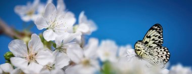 Mavi arka planı olan güzel beyaz bahar çiçekleri üzerinde kelebek. Yakın bir dalda taze çiçekler açarlar..