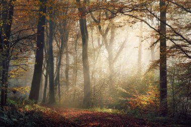 Sonbaharda sisli bir ormanda, ağaçların gövdeleri boyunca sisi aydınlatan güneş ışığıyla büyüleyici doğa manzarası.