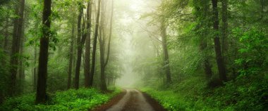 Peri masalı ormanında sisli rüya manzarası ve bir ışık demeti. Atmosferik panoramik bir orman manzarası