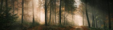 Sonbaharda sisli bir ormanda, iki ayrı yolu aydınlatan bir güneş ışığı demeti ile gizemli ışık atmosferiyle büyülü panoramik doğa.