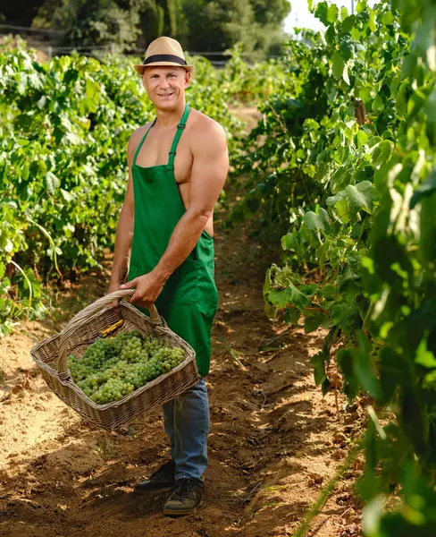 Людина Гроном Винограду Виноградній Плантації Виноробства Ліцензійні Стокові Зображення