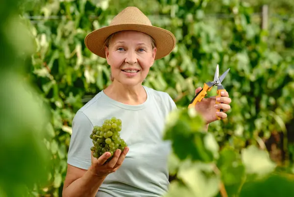プランテーションのブドウの束を持つ女性 — ストック写真