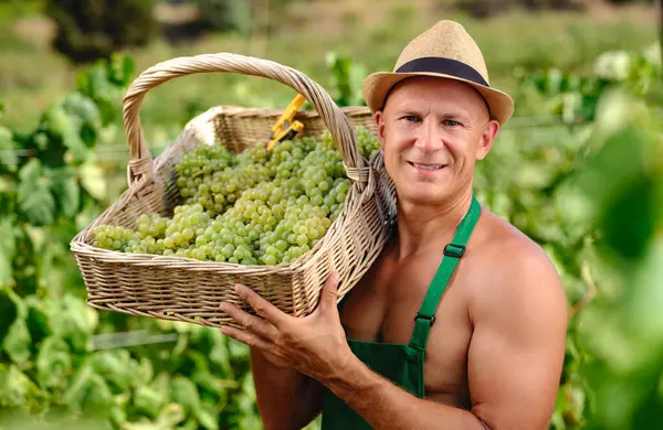 Człowiek Gronem Winogron Produkcji Wina Plantacji Obrazek Stockowy