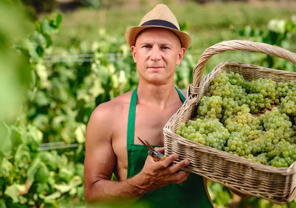 Man Met Bos Druiven Aanplant Wijnmaken Stockfoto