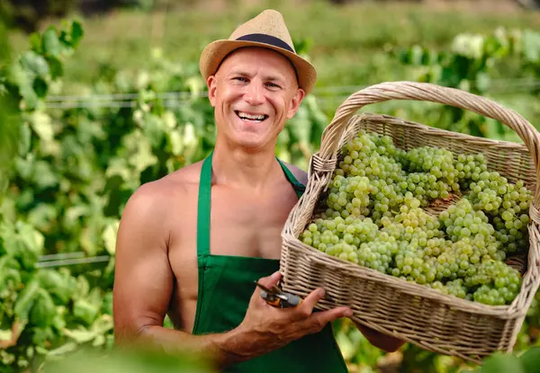 Людина Гроном Винограду Плантації Виноробства Стокове Фото