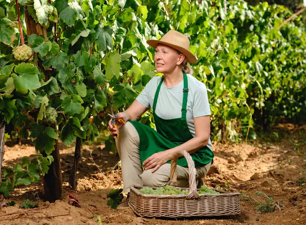 Vrouw Met Bos Druiven Druivenplantage Wijnbereiding Rechtenvrije Stockfoto's