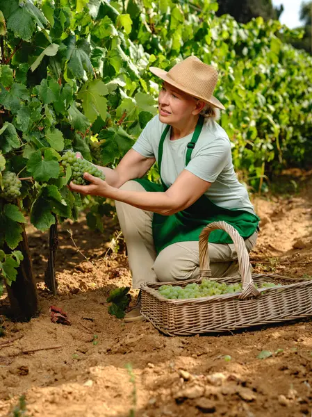 Vrouw Met Bos Druiven Druivenplantage Wijnbereiding Rechtenvrije Stockafbeeldingen