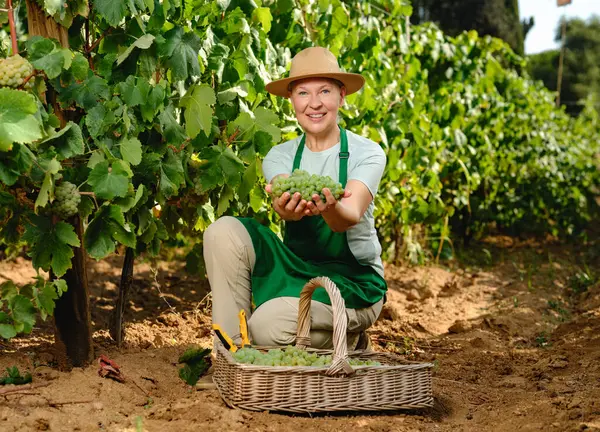 Vrouw Met Bos Druiven Druivenplantage Wijnbereiding Stockfoto