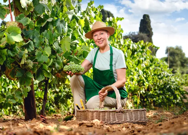 Vrouw Met Bos Druiven Druivenplantage Wijnbereiding Rechtenvrije Stockfoto's