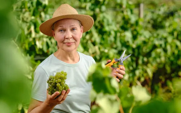 Woman Bunch Grapes Plantation Stock Image