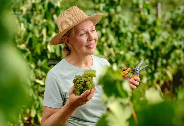 Woman Bunch Grapes Plantation Royalty Free Stock Images