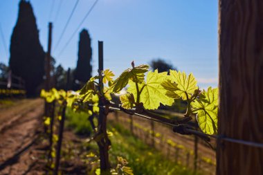 Güneş ışığı dallardan süzülür çiçek açan asma yapraklarına