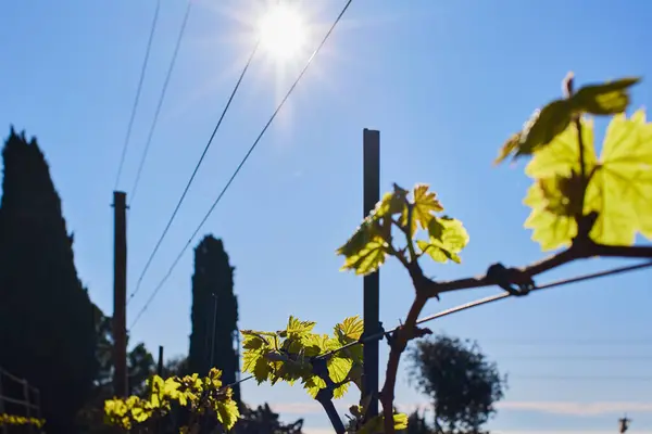 Das Sonnenlicht Filtert Durch Die Äste Einer Weinrebe Und Schafft lizenzfreie Stockbilder