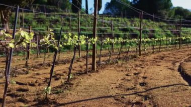 Üzüm bağında yeşil yaprakları olan bir asma dalına yakın plan, bir tarım arazisinde Greyevine ailesinin karasal bir bitkisini sergiliyor.
