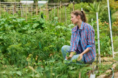 Genç kadın çiftçi. Hasat zamanı çalışan kadın.