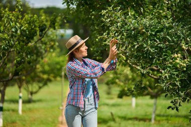 Kadın hasat zamanı elma ağacı hasat ederken çalışıyor