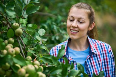 Kadın hasat zamanı elma ağacı hasat ederken çalışıyor