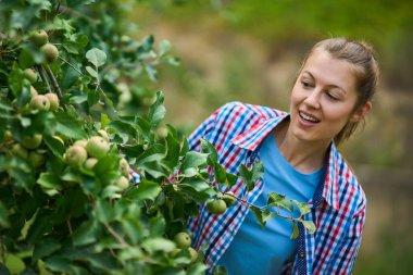 Kadın hasat zamanı elma ağacı hasat ederken çalışıyor