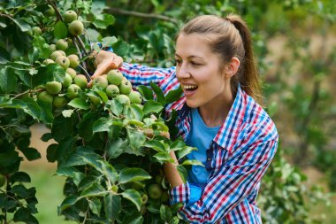 Kadın hasat zamanı elma ağacı hasat ederken çalışıyor