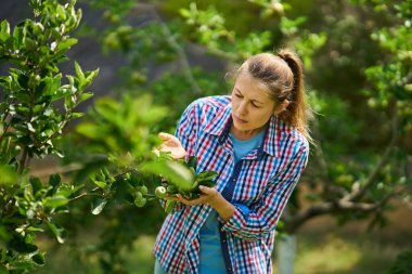 Kadın hasat zamanı elma ağacı hasat ederken çalışıyor