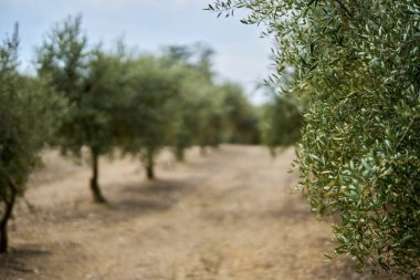Zeytin dalı, taze yeşil zeytin. Bulanık yapraklar üzerine yakın plan. Sağlıklı yiyecekler..