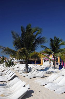 Palmiye ağaçları, beyaz şemsiyeler ve turkuaz okyanusun kenarında şezlonglar olan Idyllic Karayipler sahnesi. Seyahat, rahatlama ya da tropikal yaşam tarzı projeleri için mükemmel. Bu canlı çekimle bir plaj kaçamağının dinginliğini işinize davet edin.!