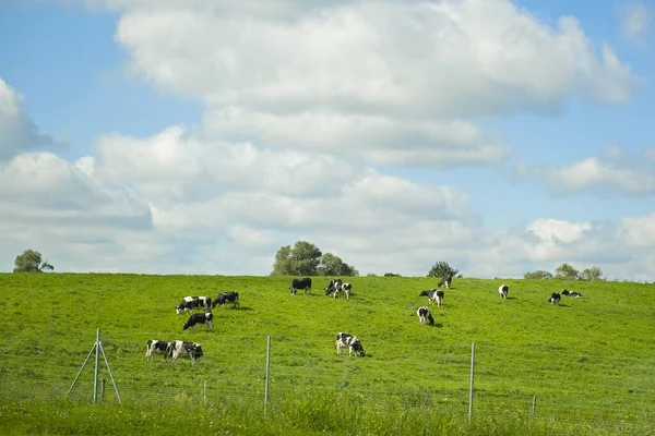 Paesaggio Idilliaco Con Mucche Nel Prato — Foto Stock