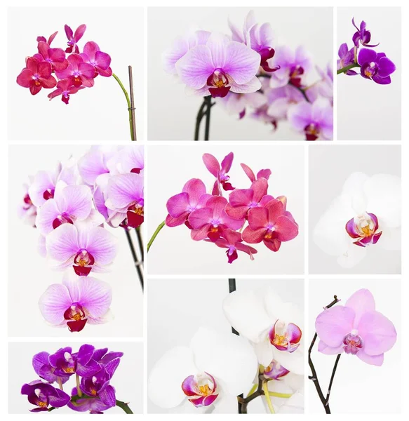 Dekoracyjne Orchidee Kwiaty Kolekcja — Zdjęcie stockowe
