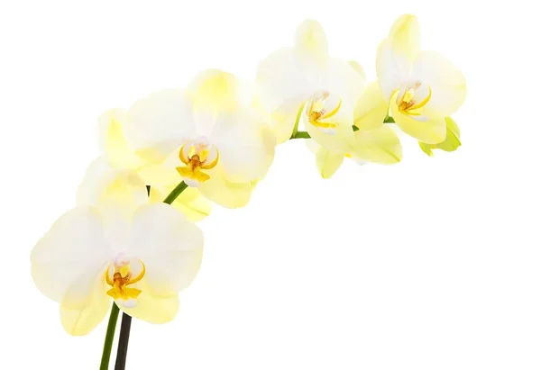Orchidea Izolowana Białym Tle — Zdjęcie stockowe