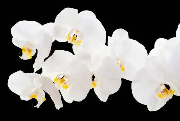 Orchidea Odizolowana Czarnym Tle — Zdjęcie stockowe