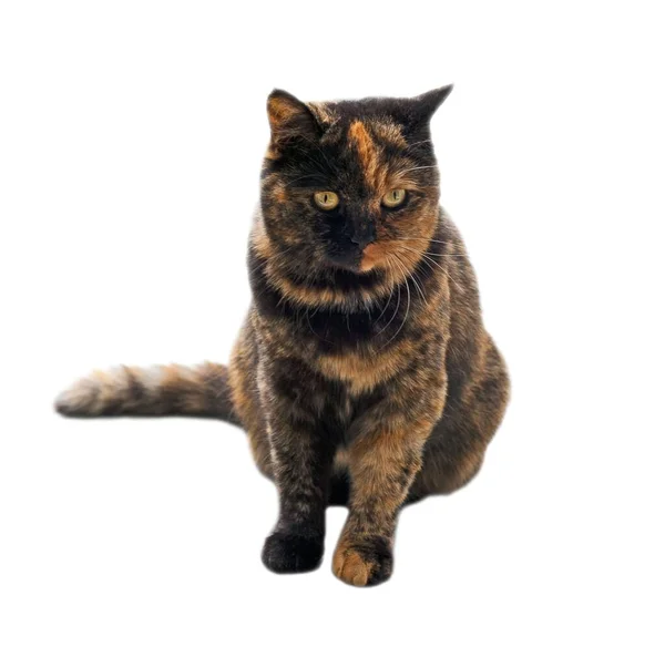 배경에 고립된 아름다운 고양이 — 스톡 사진