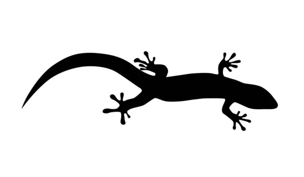 Lizard Illustration White Background — Stock Vector