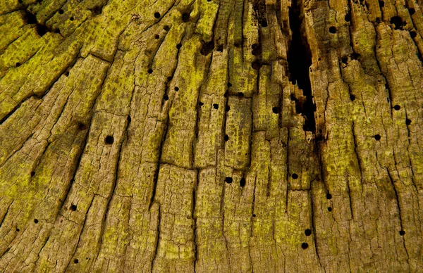 Nahaufnahme Von Abstrakten Holzmustern Hintergrund — Stockfoto