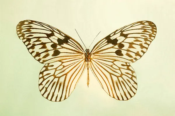 Pillangó Ötlet Akvarell Grafika Illusztráció — Stock Fotó