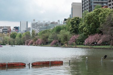 TOKYO, JAPONYA - 8 NİSAN 2023 Ueno parkındaki Shinobazu Pond 'da kiraz çiçeği sakura ile yüzen insanlar