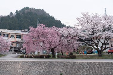 TAKAYAMA, JAPONYA - 5 Nisan 2023: Sakura Kiraz Çiçekleri yol kenarında çiçek açıyor