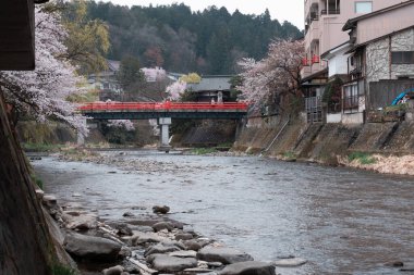 TAKAYAMA, JAPONYA - 5 Nisan 2023: Nakabashi köprüsü (geleneksel Japon kırmızı köprüsü) ve kiraz çiçeği Nisan ayında