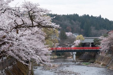 TAKAYAMA, JAPONYA - 5 Nisan 2023: Sakura kiraz çiçekli Nakabashi köprüsü Nisan ayında